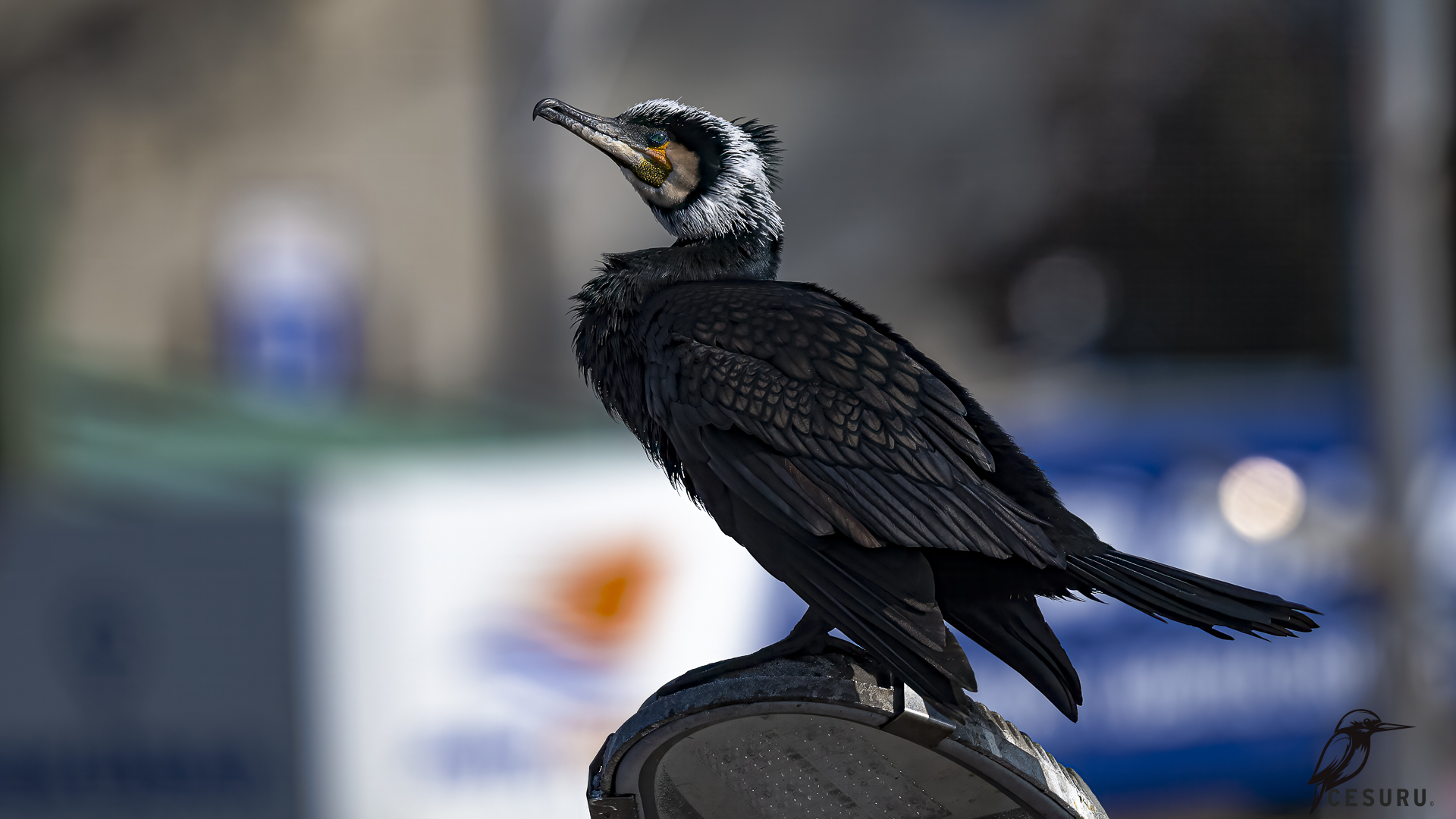 Great Cormorant